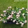 Euphorbia milii VESTA