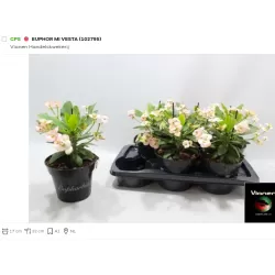 Euphorbia milii VESTA