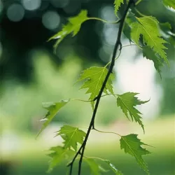 Užsisakyk augalus pavasariui jau dabar