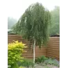 Karpotasis beržas - Betula pendula GRACILIS