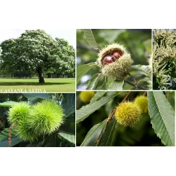 Sweet Chestnut - Castanea sativa