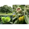 Sweet Chestnut - Castanea sativa