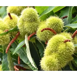 Valgomasis kaštainis - Castanea sativa