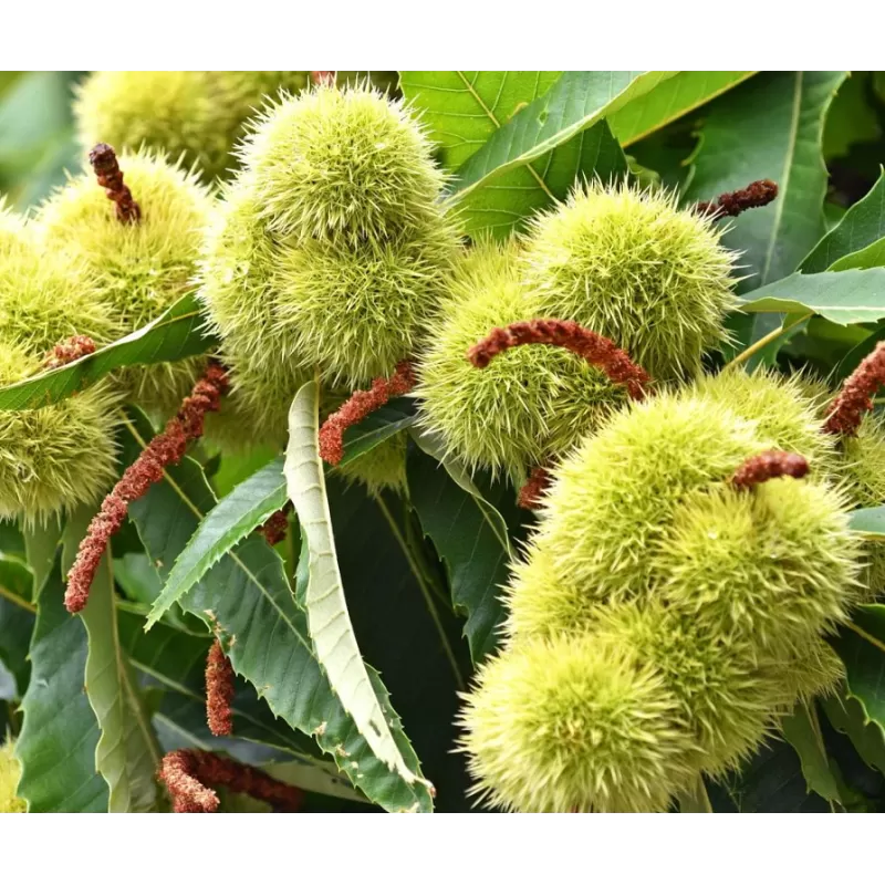 Sweet Chestnut - Castanea sativa