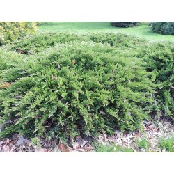copy of Kazokinis kadagys - Juniperus sabina Tamariscifolia C7,5-C35 40CM W70 (gyva foto)