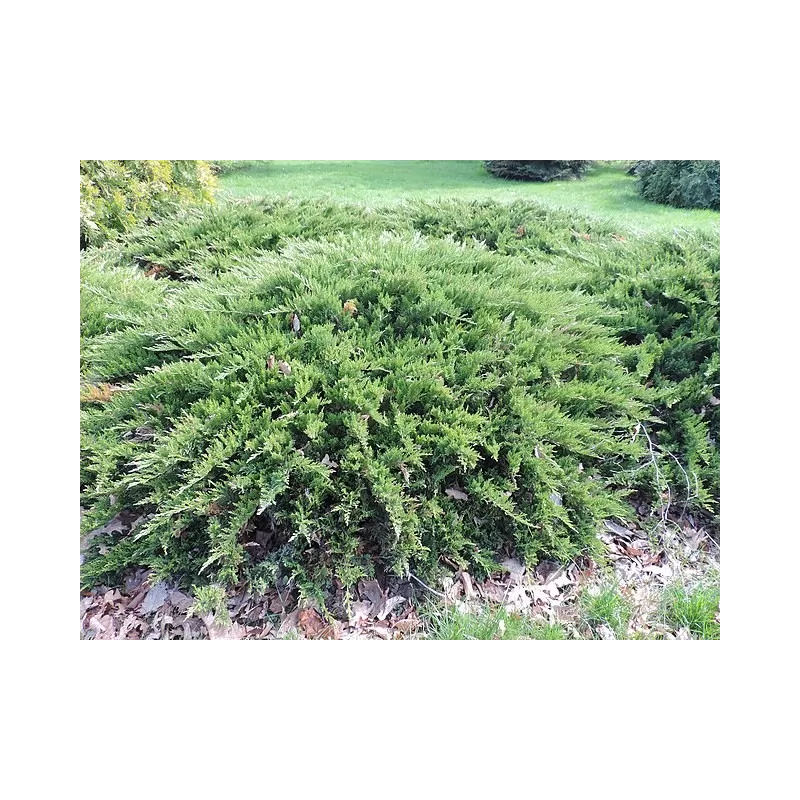 Kazokinis kadagys - Juniperus sabina TAMARISCIFOLIA