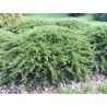 Kazokinis kadagys - Juniperus sabina TAMARISCIFOLIA