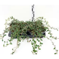 Cotoneaster dammeri MAJOR