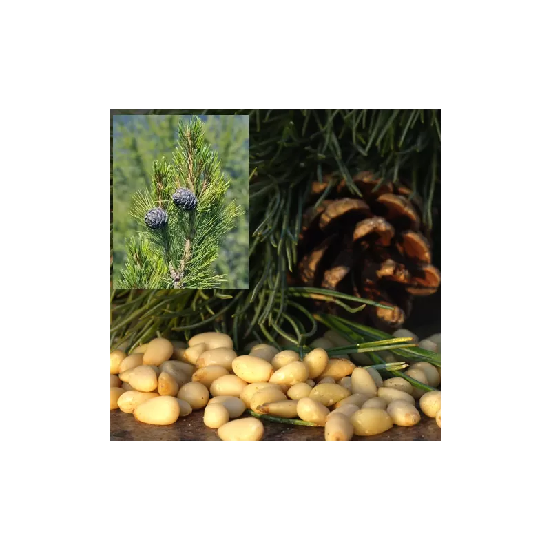 Kedrinė pušis - Pinus cembra Kedrinė pušis - Pinus cembra