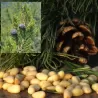 Kedrinė pušis - Pinus cembra