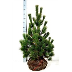 Kedrinė pušis - Pinus cembra