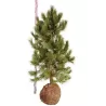 Kedrinė pušis - Pinus cembra