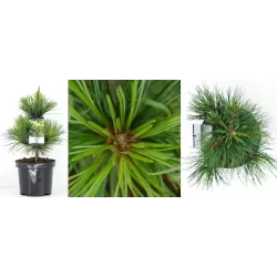 Kedrinė pušis - Pinus cembra