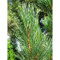 Kedrinė pušis - Pinus cembra