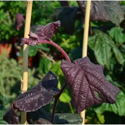 Hazel - Corylus maxima RED MAJESTIC