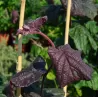 Didysis lazdynas - Corylus maxima RED MAJESTIC
