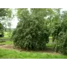 Common Hazel - Corylus avellana CONTORTA