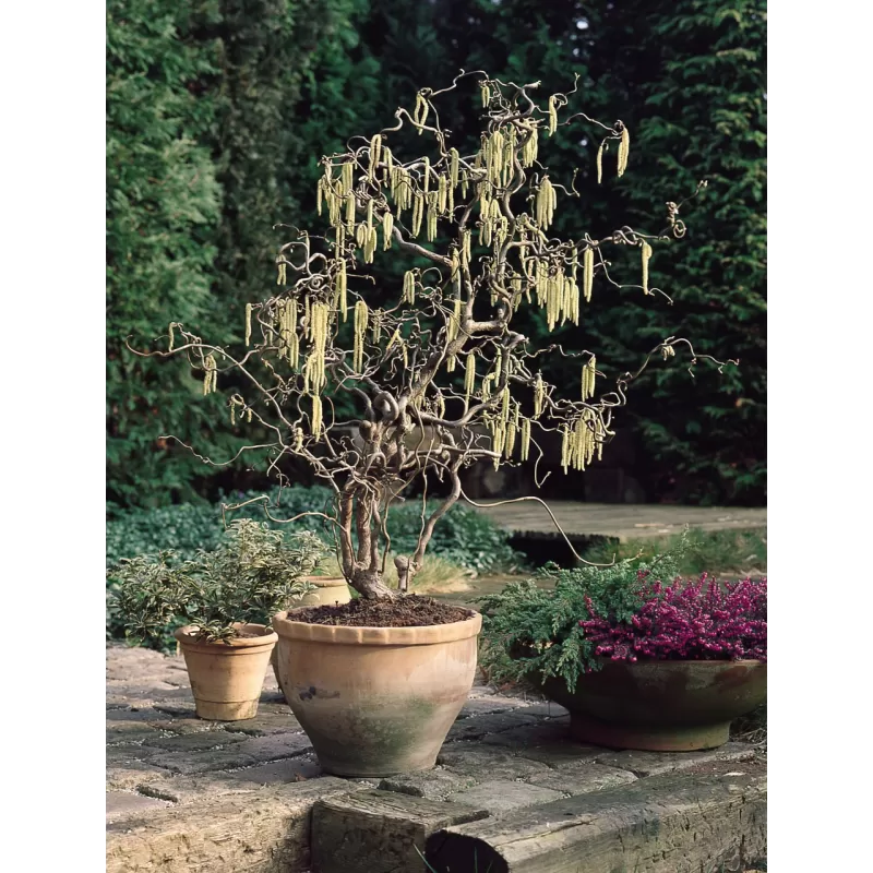 Lazdynas - Corylus avellana CONTORTA Lazdynas - Corylus avellana CONTORTA