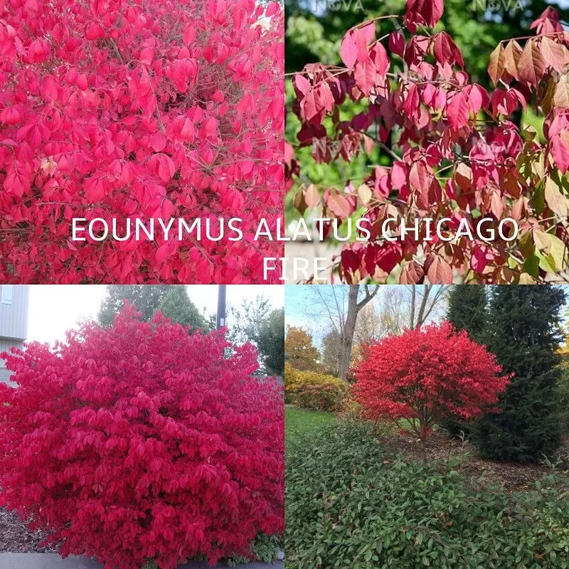 Euonymus alatus CHICAGO FIRE
