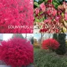Sparnuotasis ožekšnis - Euonymus alatus CHICAGO FIRE
