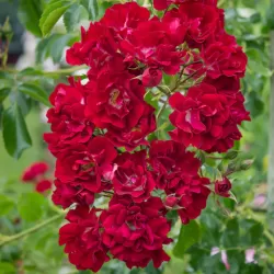 Rožė - Rosa RAMBLING ROSIE