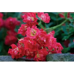 Rožė - Rosa RED DRIFT