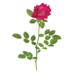 Rožė - Rosa RED DRIFT