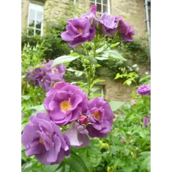 Rožių krūmai internetu su pristatymu į namus