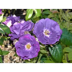 Rožių krūmai internetu su pristatymu į namus