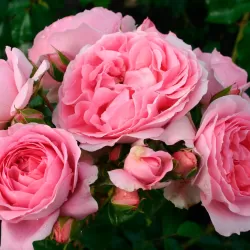 Rožė - Rosa ROSENFEE