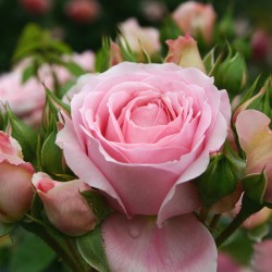 Rožė - Rosa ROSENFEE
