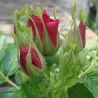 Rožė - Rosa ROTES MEER ® užsakymas 2026 metams