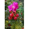 Rosa ROTES MEER®