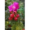 Rožė - Rosa ROTES MEER ® užsakymas 2026 metams