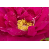 Rožė - Rosa ROTES MEER ®