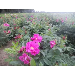 Rožė - Rosa ROTES MEER ® užsakymas 2026 metams