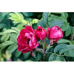 Rožė - Rosa ROTES MEER ® užsakymas 2026 metams