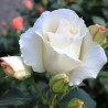 Rožė - Rosa SCHNEEWALZER