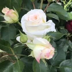 Rožė - Rosa SCHNEEWALZER