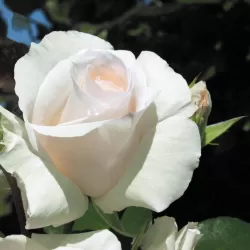 Rožė - Rosa SCHNEEWALZER
