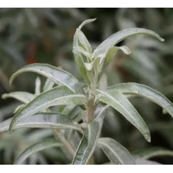 Šaltalankis (vyr.) - Hippophae rhamnoides POLLMIX