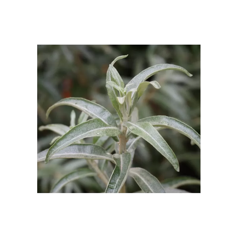 Sea Buckthorn - Hippophae rhamnoides POLLMIX