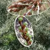 Šaltalankis (vyr.) - Hippophae rhamnoides POLLMIX