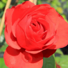 Rožė - Rosa SHALOM ®