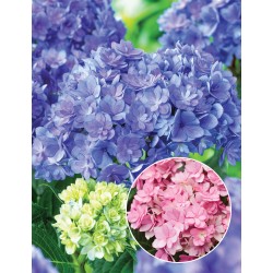 Hydrangea macrophylla You & Me® FOREVER