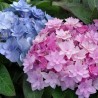 Darželinė hortenzija - Hydrangea macrophylla You & Me® FOREVER