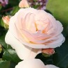 Rožė - Rosa SIRIUS ®