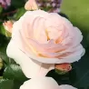 Rožė - Rosa SIRIUS ®