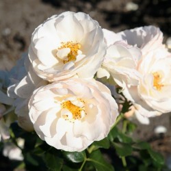 Rožė - Rosa SIRIUS ®