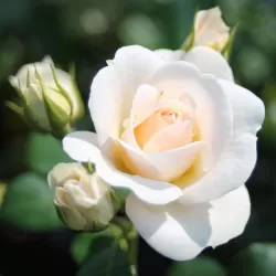 Rožė - Rosa SIRIUS ®